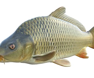 Common Carp fish
