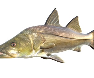 Common Snook fish