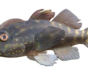 Crested goby fish