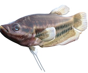Croaking Gourami fish