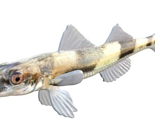 Crystal Darter fish