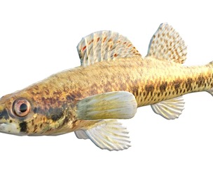 Cypress Darter fish