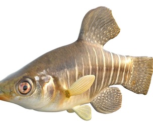 Diamond Killifish