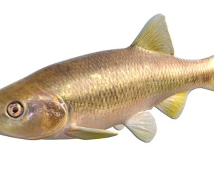 Dixie Chub fish