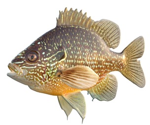 Dollar Sunfish
