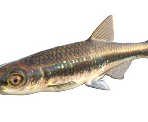 Dusky Shiner fish