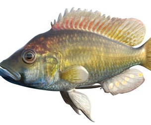 Eastern Happy fish