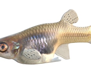 Eastern Mosquitofish