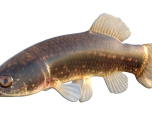 Eastern Mudminnow fish
