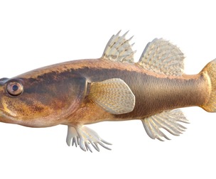 Eleotris amblyopsis fish