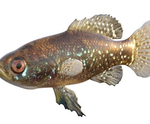 Everglades Pygmy Sunfish