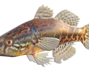 Fat Sleeper fish