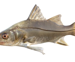 Fat Snook fish