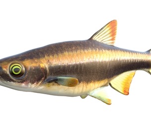 Flagfin Shiner fish