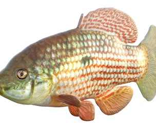 Flagfish