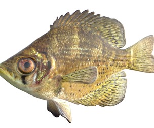 Flier fish