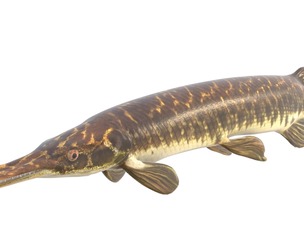 Florida Gar fish