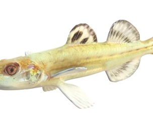 Florida Sand Darter fish