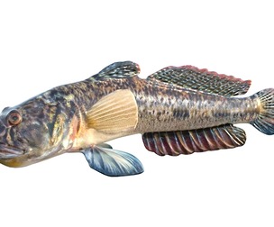 Freshwater Goby fish