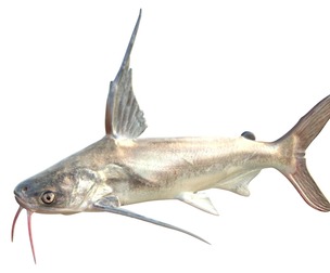 Gafftopsail Catfish