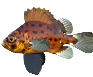 Giant sea bass fish
