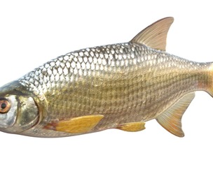 Golden Shiner fish