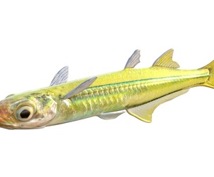 Golden Silverside fish