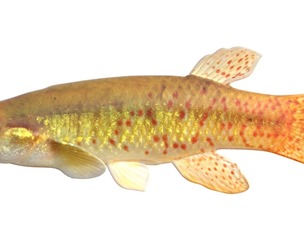 Golden Topminnow fish