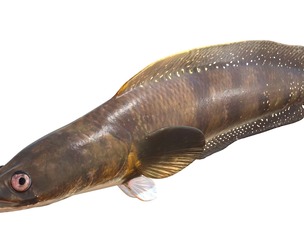 Goldline Snakehead fish 1