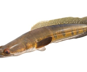 Goldline Snakehead fish 2