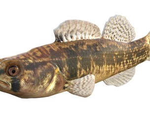 Goldstripe Darter fish