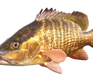 Gray Snapper fish