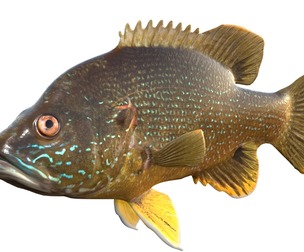 Green Sunfish