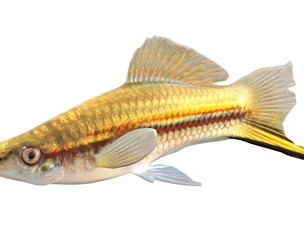 Green Swordtail fish