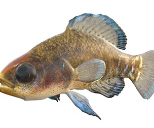 Gulf Coast Pygmy Sunfish