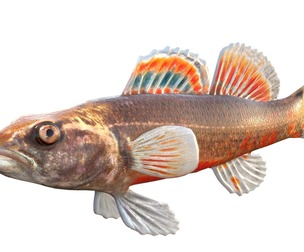 Gulf Darter fish