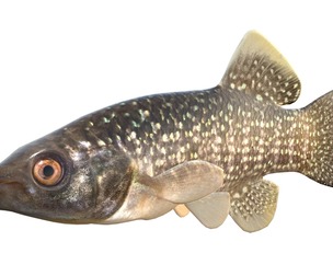 Gulf Killifish