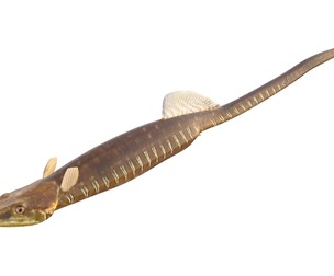 Gulf Pipefish