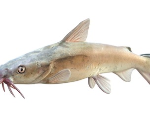 Hardhead Catfish