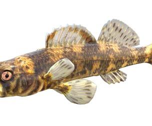 Harlequin darter