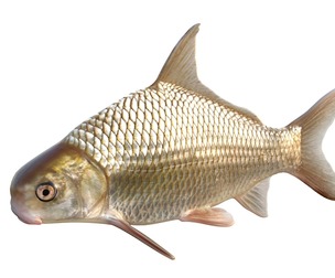 Highfin Carpsucker