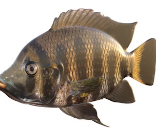 Hornet Tilapia fish