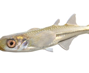 Inland Silverside fish