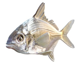 Irish Pompano fish