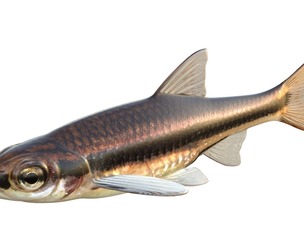 Ironcolor Shiner fish