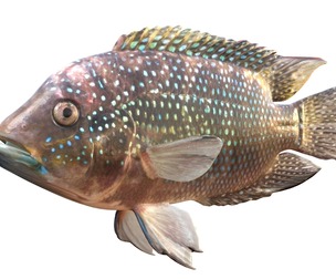 Jack Dempsey fish
