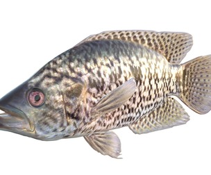 Jaguar Guapote fish