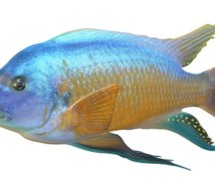 Labeotropheus fish