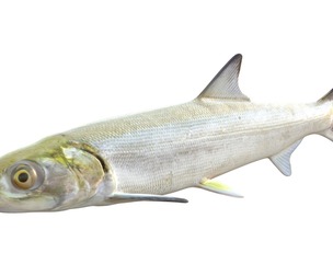 Ladyfish