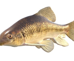 Lake Chubsucker fish
